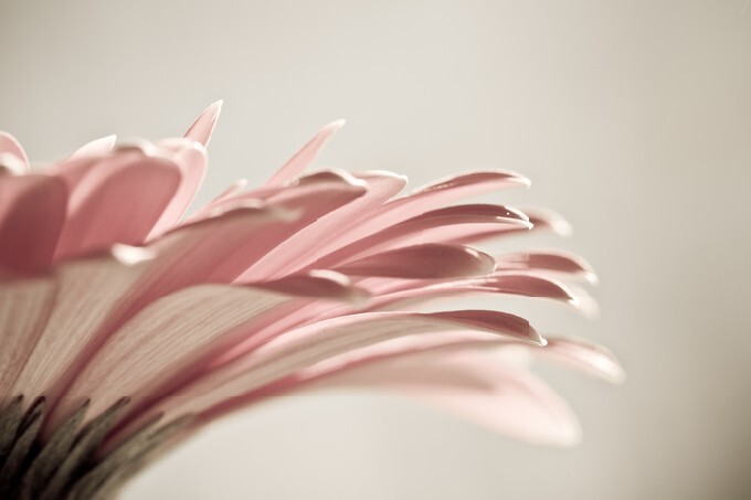 Macro photo of gerbera flower with water drop